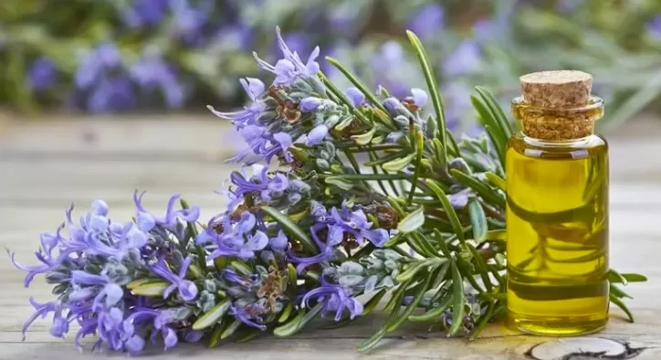 Biberiye Yağının Faydaları