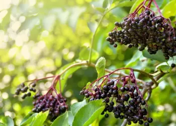 Kara Mürver Mucizevi Besin!