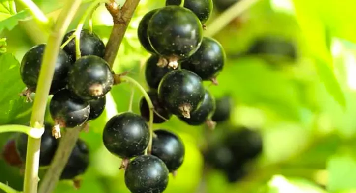 Kuş Üzümü Faydaları