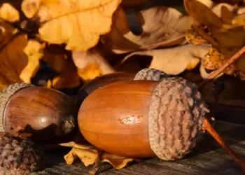 Meşe Palamudunun Yararları