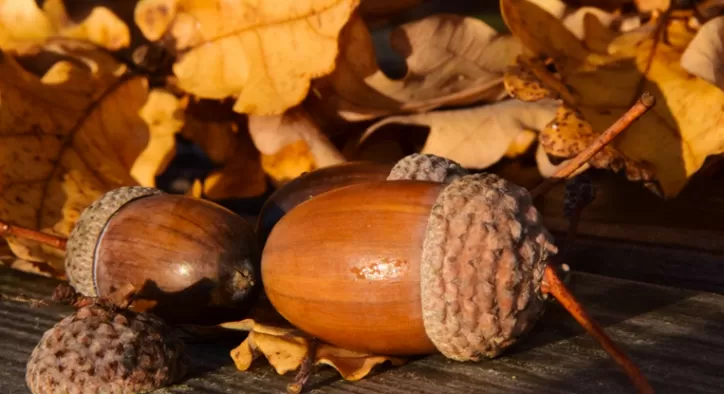 Meşe Palamudunun Yararları