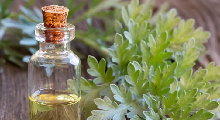 Pelin Otu Faydaları