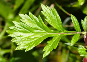 Tümörü Küçülten Mucize Bitki Pelin Otu