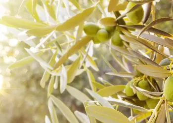 Zeytin Yaprağı Gerçek Bir Mucize! – Bebeksi Bir Cildiniz Olabilir!