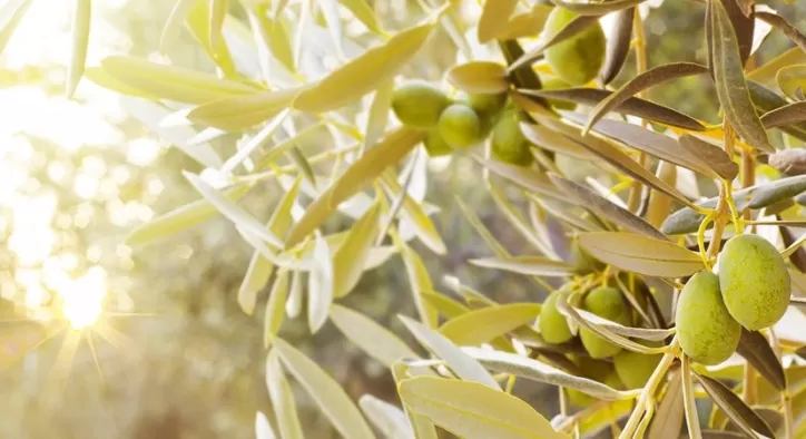 Zeytin Yaprağı Gerçek Bir Mucize! – Bebeksi Bir Cildiniz Olabilir!